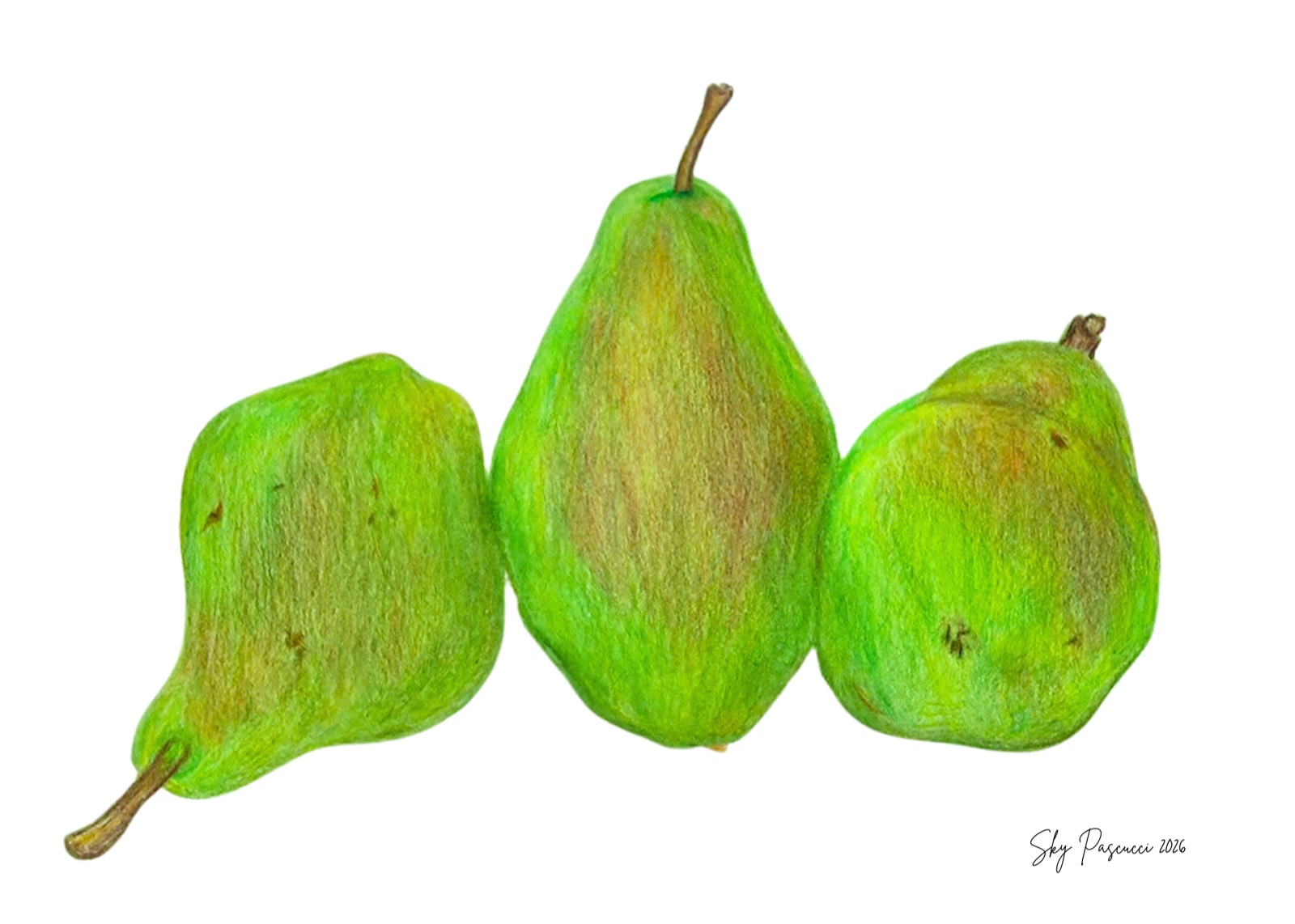 Coloured-pencil drawing of three green pears