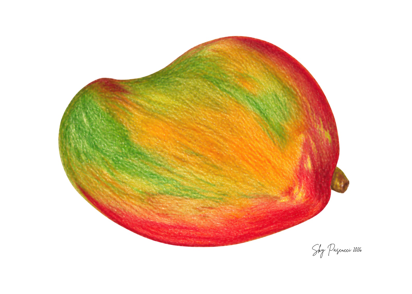 Coloured-pencil drawing of a ripe mango