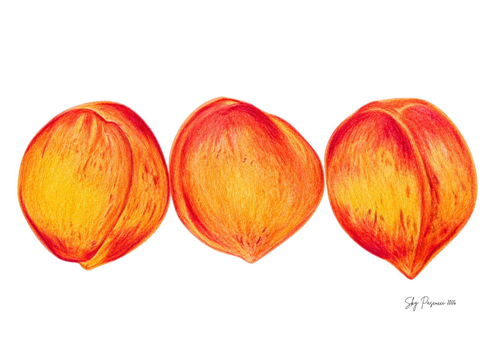 Coloured-pencil drawing of three nectarines